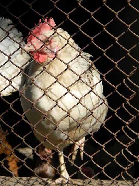 来一直致力 来一直致力