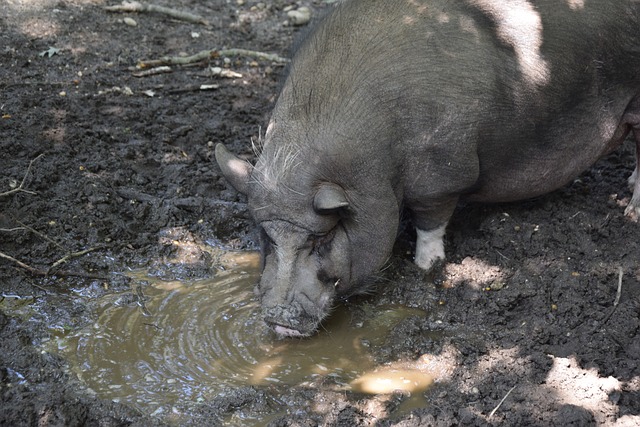 作为球迷 作为球迷